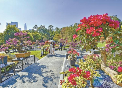 两大公园花展正在进行，带你进入深圳最美赏花季