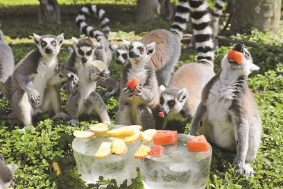 环尾狐猴聚集在一起享受冰镇水果.
