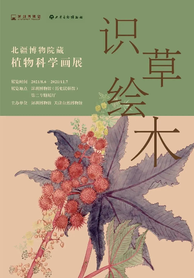 识草绘木——北疆博物院藏植物科学画展