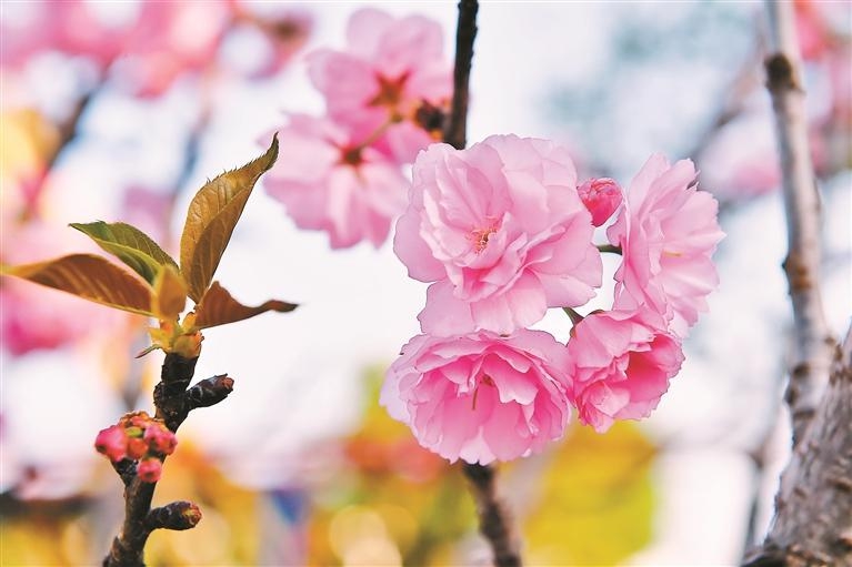 春天，与深圳来一场樱花之约