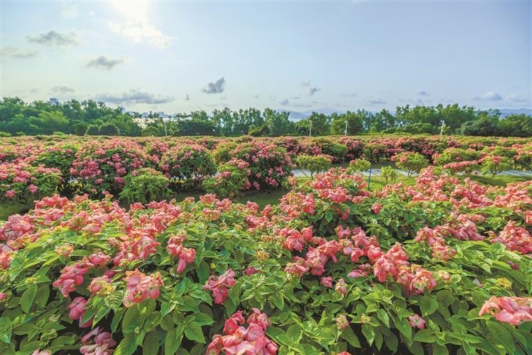 深圳湾公园花海“上新”