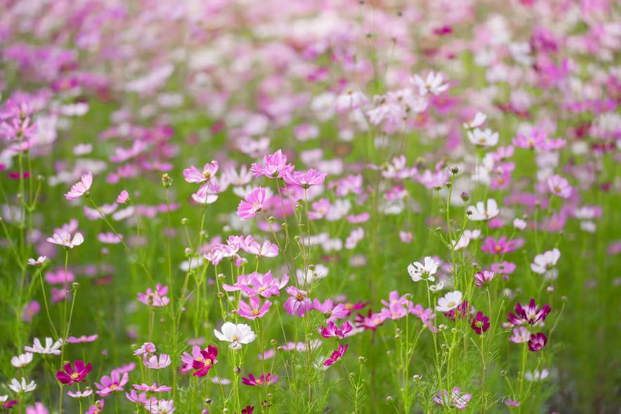 招来蜂蝶引来客 观澜这片格桑花真美