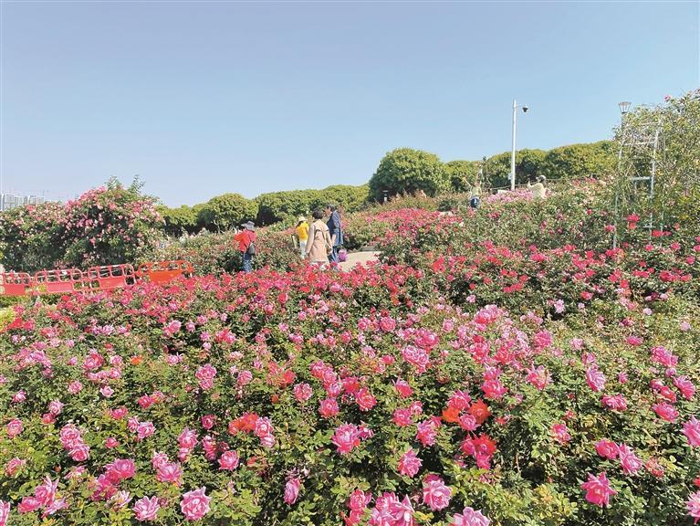 快来福永“莫奈花园”赏万株月季