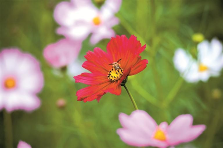 这个秋天,在龙华邂逅一片格桑花海 这个秋天,在龙华邂逅一片格桑花海