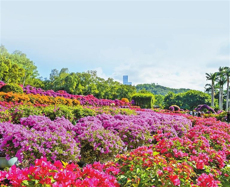 顶流花展！深圳“掉进”簕杜鹃花海