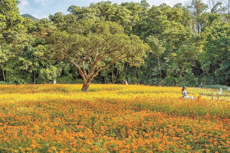 十万秋花讲述深圳故事