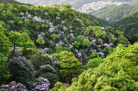 深圳6地上榜“乐游广东”文旅地图