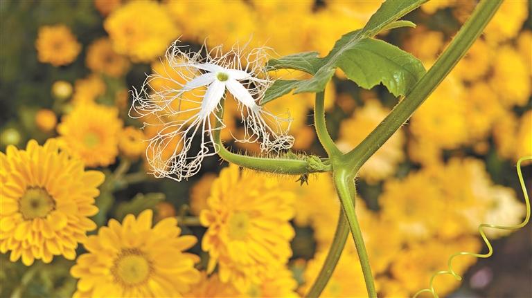 大鹏排牙山：当“菊”者迷