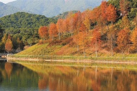 深圳金秋藏不住