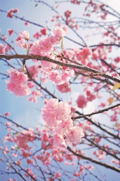 千株樱花次第开 观澜湖畔醉春光