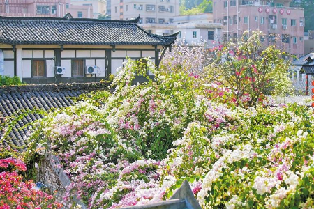 甘坑花朝节 三角梅唱主角