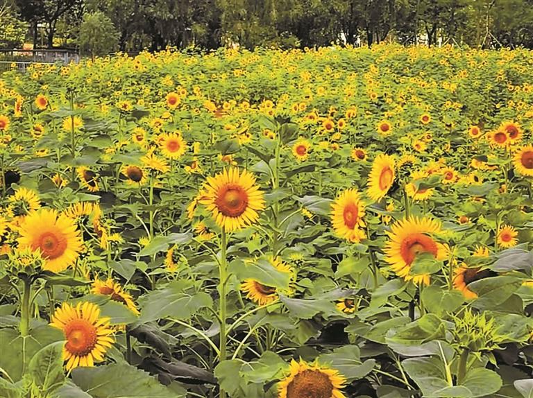 “梵高同款”花海：6万株向日葵盛放