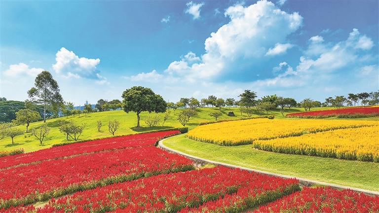 石岩环湖碧道花海盛放，邀你赴一场自然之约